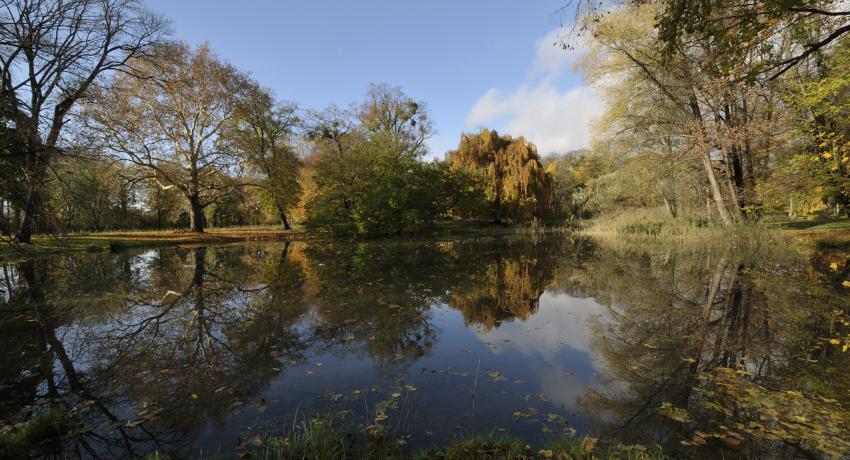 Teich im Harrachpark mit Gruppe von alten Parkbäumen (Platane, Kaukasische Flügelnuß, Hänge-Buche) im Hintergrund.