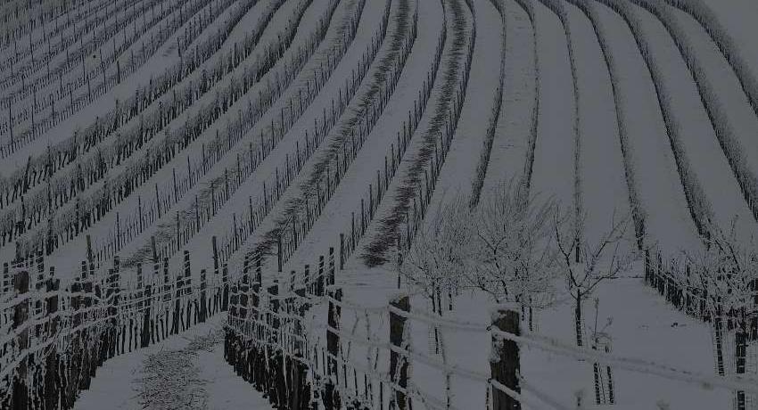 Weingärten im Schnee – Foto für den Weinerlebnisweg in Höflein