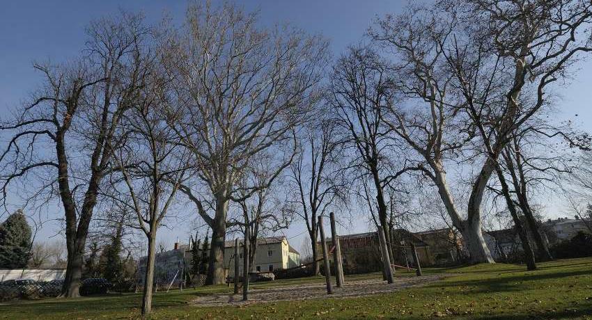 Altbäume beim Spielplatz im Bruckmühlpark