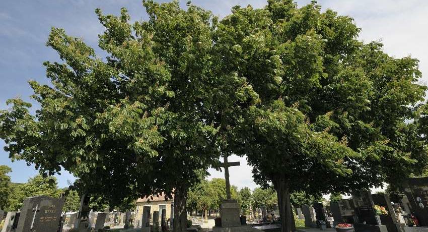 Alte Kastanien am Friedhof