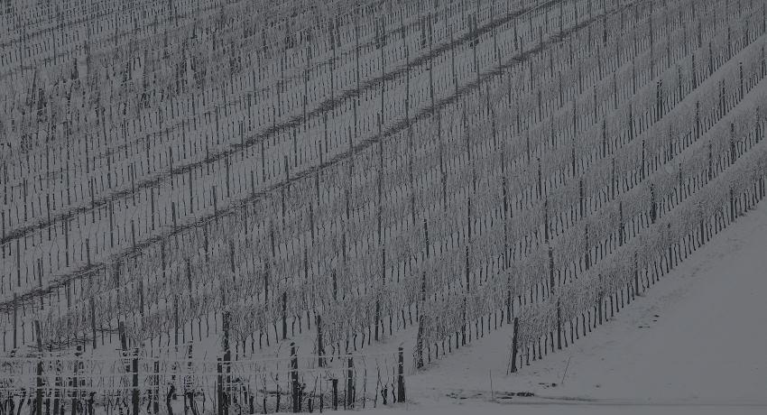 Eisbehangene Weingärten im Schnee