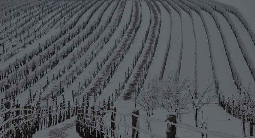 Eisbehangene Weingärten mit Kirschbäumen im Schnee