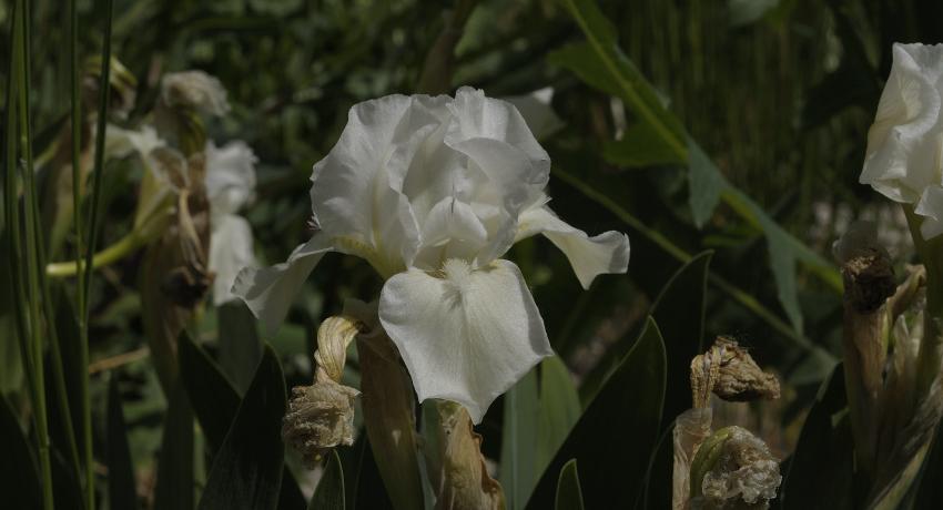Weißblühende Iris