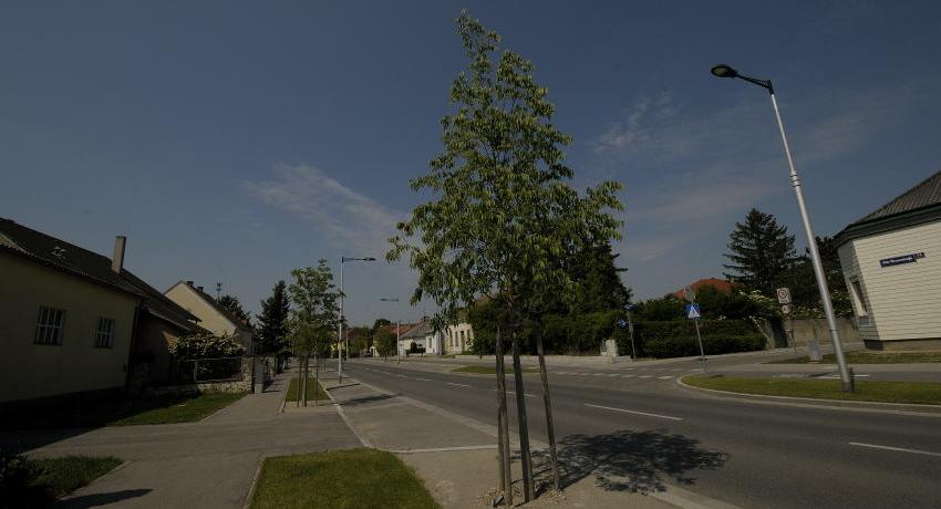 Europäischer Zürgelbaum (Celtis australis) an der Alten Wiener Straße in Bruck an der Leitha, 2020 im zweiten Frühling nach der Pflanzung.