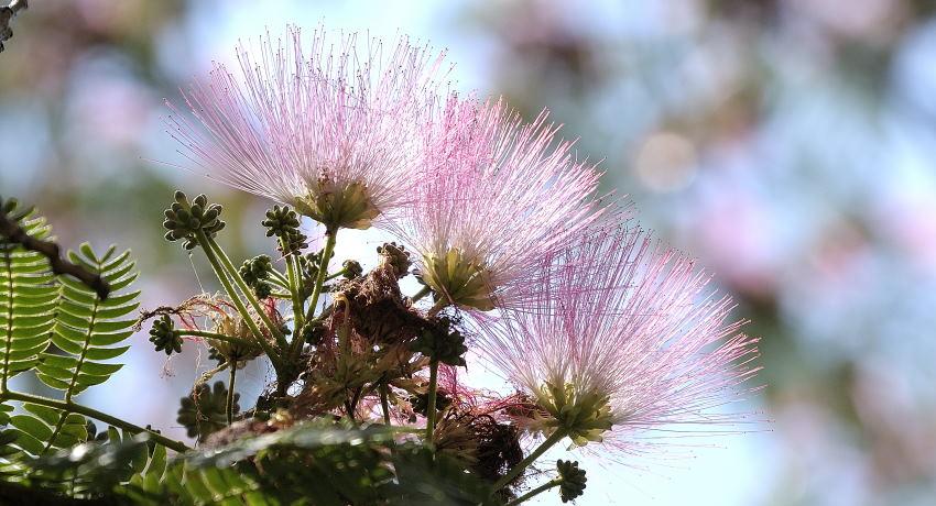 Seidenbaum (Albizia julibrissin) – Blüten. Die lange Blütezeit im Sommer ist – bei uns – unerreicht, die Frosthärte ist im Weinbauklima gegeben.