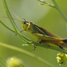 Sumpfschrecke (Stethophyma grossum)