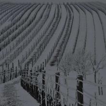 Weingärten im Schnee – Foto für den Weinerlebnisweg in Höflein